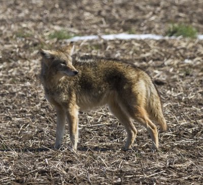 Coyote in Missouri, on my trip to see the Snowy Owl. 