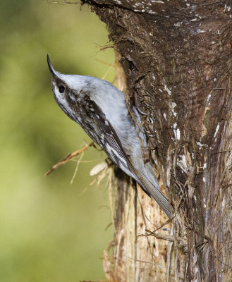 Brown Creeper