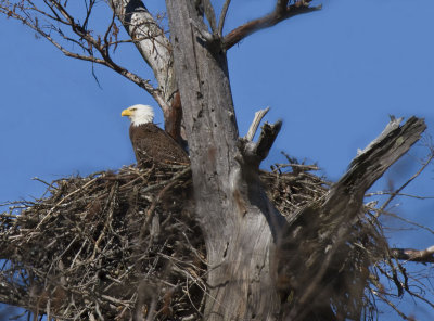 Bald Eagles from Cane Creek