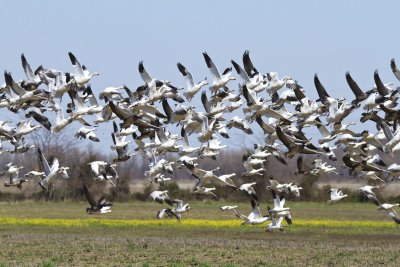 Snow and Ross' Geese, just north of Star City, AR