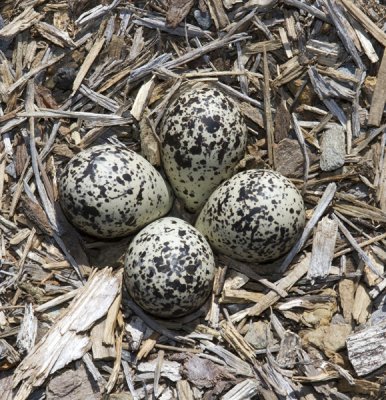 Killdeer eggs