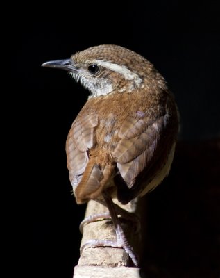 One of the baby wrens