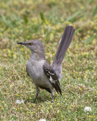 Mockingbird