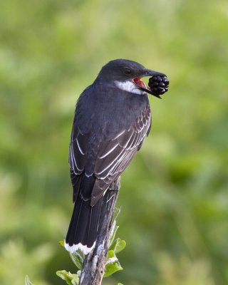 Eastern Kingbird