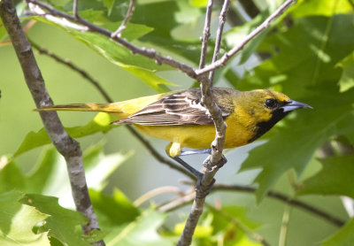 Orchard Oriole, first year male