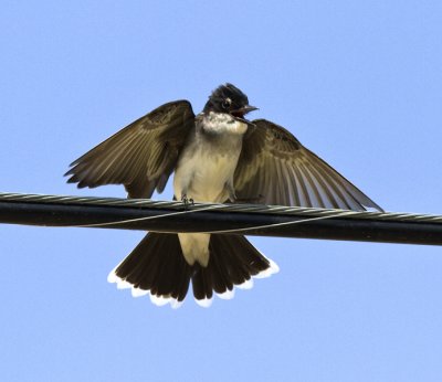 Eastern Kingbird, hungry baby