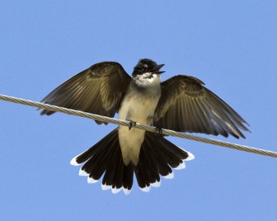 Eastern Kingbird, hungry baby
