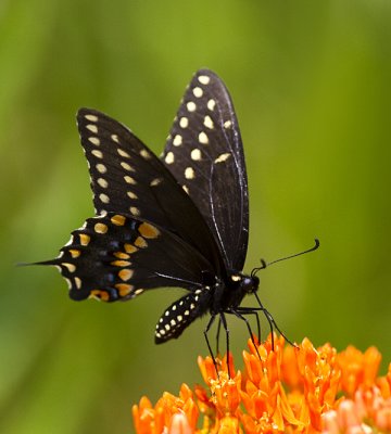Black Swallowtail, male