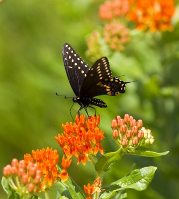Black Swallowtail, male