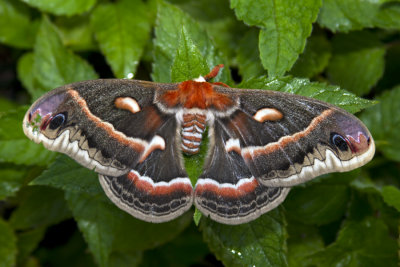 I found this dead, in my yard, it still was beautiful.  Cecropia Moth