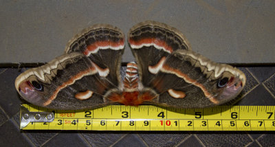 I found this dead, in my yard, it still was beautifuL and an impressive size.  Cecropia Moth