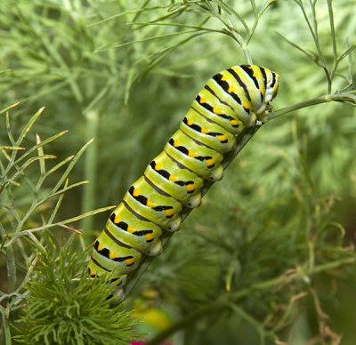 Black Swallowtail caterpillar on fennel at home