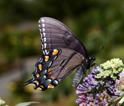Eastern Swallowtail - Female