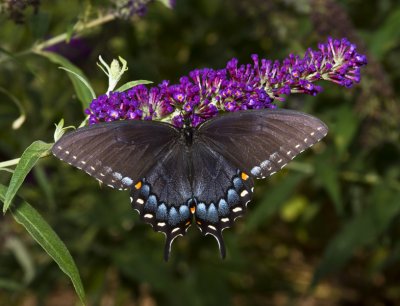 Eastern Swallowtail - Female