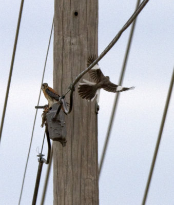 Kestrel and Mockingbird on Amity Road in Conway 06/02/12