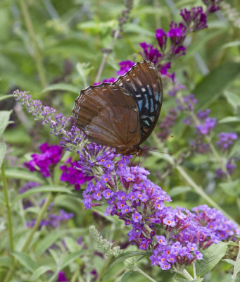 Female Diana Fritillary at the Plant Outlet in Conway