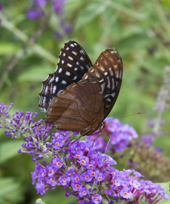 Female Diana Fritillary at the Plant Outlet in Conway