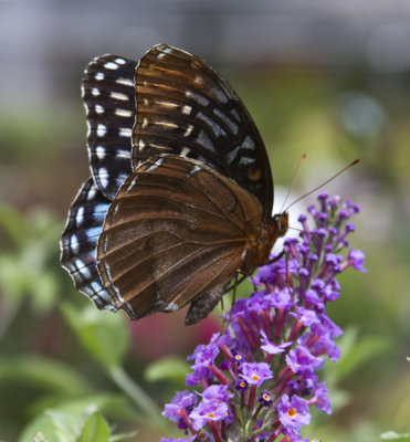 Female Diana Fritillary at the Plant Outlet in Conway