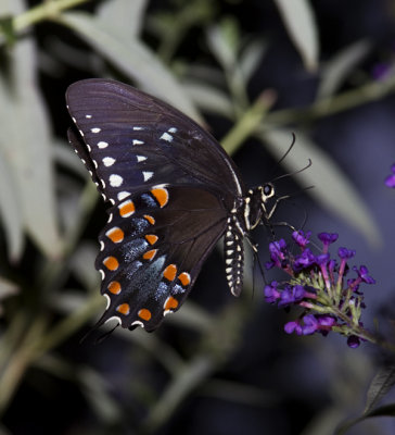 Spicebush Swallowtail