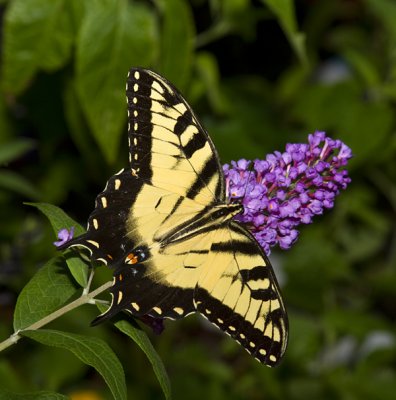 Eastern Tiger Swallowtail