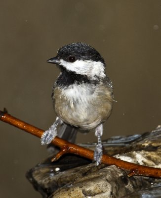 Chickadee under the mister.  Note the hyperkeratosis in its feet. 