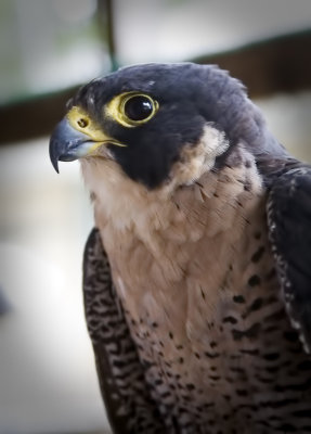 Educational Bird - Peregrine Falcon