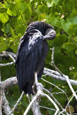 Black Vulture - JFK Campground Greers Ferry, AR