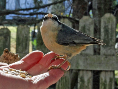 Nuthatch handfeeding3_edited-1.jpg