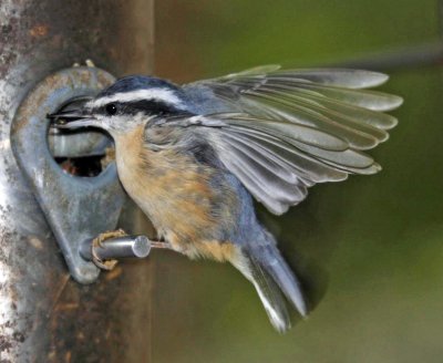 Nuthatch2_edited-1.jpg