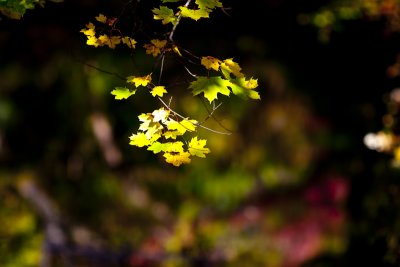 IMG_5161.jpg