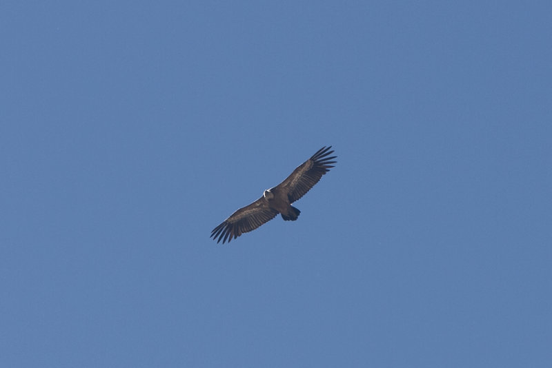 Gsgam (Gyps fulvus) Eurasian Griffon Vulture