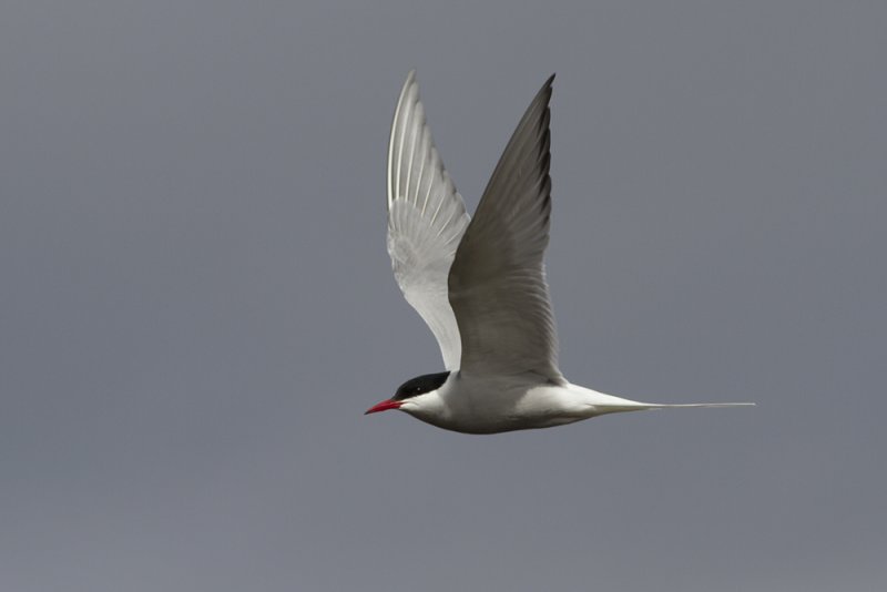 Silvertrna (Sterna paradisaea) Arctic tern