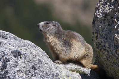 Murmeldjur (Marmota marmota) Alpine Marmot