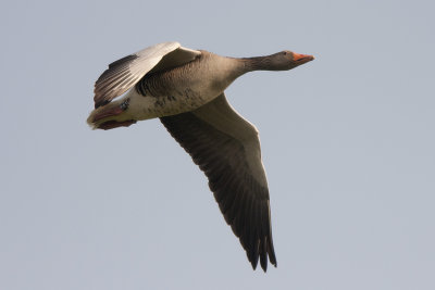 Grågås (Anser anser) Greylag Goose