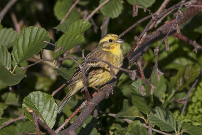 Gulsparv (Emberiza citrinella) Yellowhammer