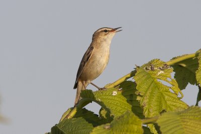 Sävsångare (Acrocephalus schoenobaenus) Sedge Warbler