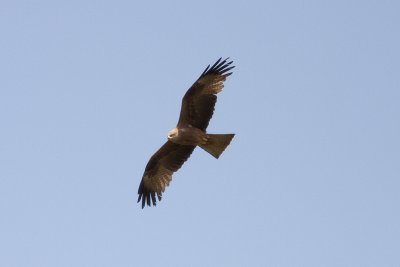 Brun glada (Milvus migrans) Black Kite