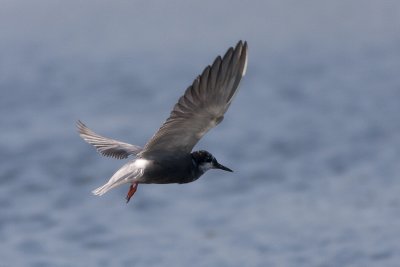 Svarttärna (Chlidonias niger) Black Tern