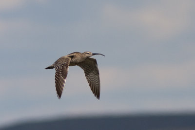 Smspov (Numenius phaeopus) Whimbrel