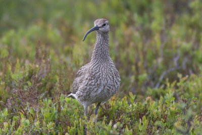 Smspov (Numenius phaeopus) Whimbrel