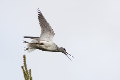 Gluttsnppa (Tringa nebularia) Common Greenshank