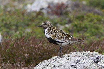 Ljungpipare (Pluvialis apricaria) European Golden Plover