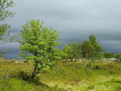 Rnn (Sorbus aucuparia) Rowan