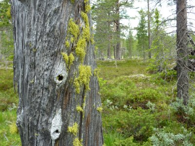 Varglav (Letharia vulpina) Wolf lichen