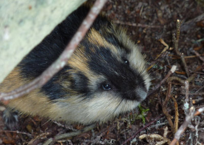 Fjllmmel (Lemmus lemmus) Norway lemming