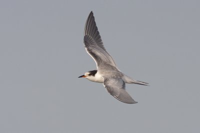 Fisktärna (Sterna hirundo) Common Tern