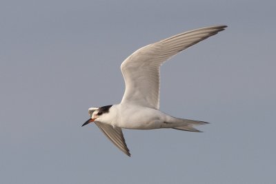 Fisktärna (Sterna hirundo) Common Tern