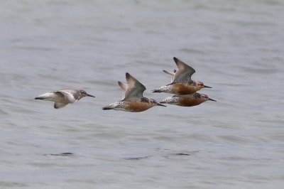Kustsnäppa (Calidris canutus) Red Knot