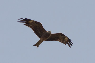 Brun glada (Milvus migrans) Black Kite