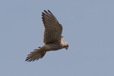 Tornfalk (Falco tinnunculus) Common Kestrel